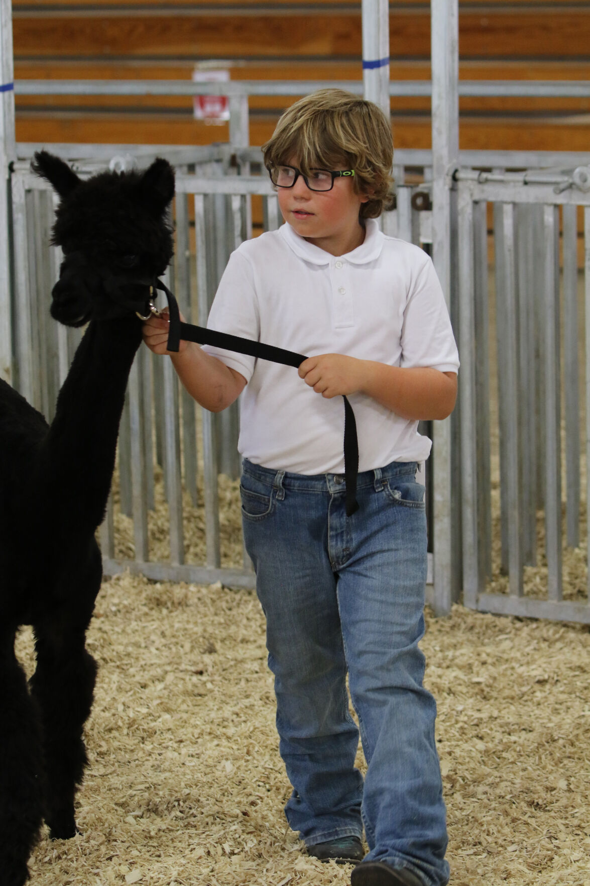 PHOTOS: Fiber Animal Show